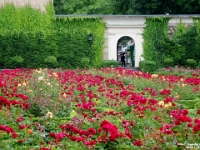 40067RoCrLeEx - Veronica's guided tour of old Salzburg- Mirabell Gardens.jpg